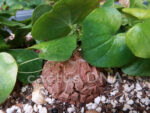 Dioscorea elephantipes - Image 2