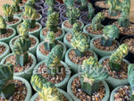 Myrtillocactus geometrizans f. cristata f.variegata