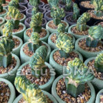 Myrtillocactus geometrizans f. cristata f.variegata