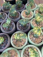 Myrtillocactus geometrizans f. cristata f.variegata - Image 3