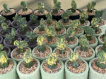 Myrtillocactus geometrizans f. cristata f.variegata - Image 2