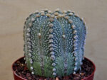 Astrophytum asterias hybrid