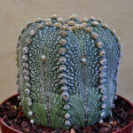 Astrophytum asterias hybrid