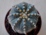 Astrophytum asterias hybrid - Image 2
