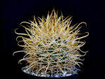 Ferocactus chrysacanthus - L 010 Isla Cedros, BC, Mexico