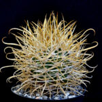 Ferocactus chrysacanthus - L 010 Isla Cedros, BC, Mexico