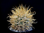 Ferocactus chrysacanthus - L 010 Isla Cedros, BC, Mexico - Image 2