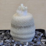 Epihelantha bokei no2