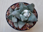 Ariocarpus retusus cv. 'Frumdosus' no2