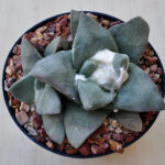 Ariocarpus retusus cv. 'Frumdosus' no2