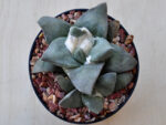Ariocarpus retusus cv. 'Frumdosus' no2 - Image 2