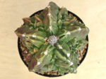 Astrophytum myriostigma v. nudum cv. 'Fukuryu'