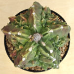 Astrophytum myriostigma v. nudum cv. 'Fukuryu'