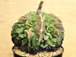 Astrophytum myriostigma v. nudum cv. 'Fukuryu' - Image 2