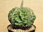 Astrophytum myriostigma v. nudum cv. 'Fukuryu' - Image 3