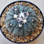Echinocactus horizonthalonius - Tula, TAM, Mexico
