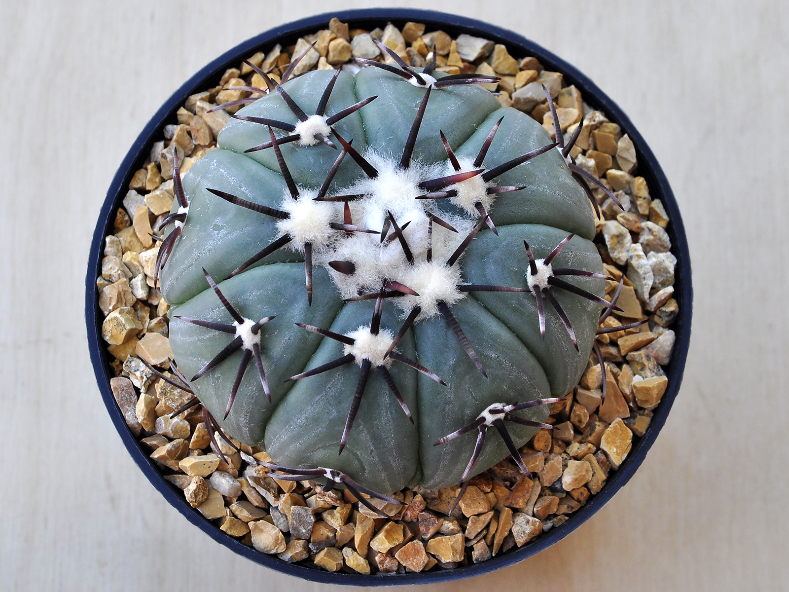 HORI.A. 1 Echinocactus horizonthalonius - Tula, TAM, Mexico - Image 1