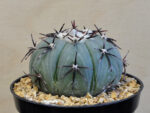 Echinocactus horizonthalonius - Tula, TAM, Mexico - Image 2