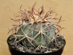 Echinocactus horizonthalonius