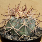 Echinocactus horizonthalonius
