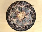 Echinocactus horizonthalonius - Image 2