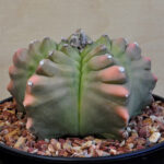 Astrophytum myriostigma v.nudum cv. Kikko