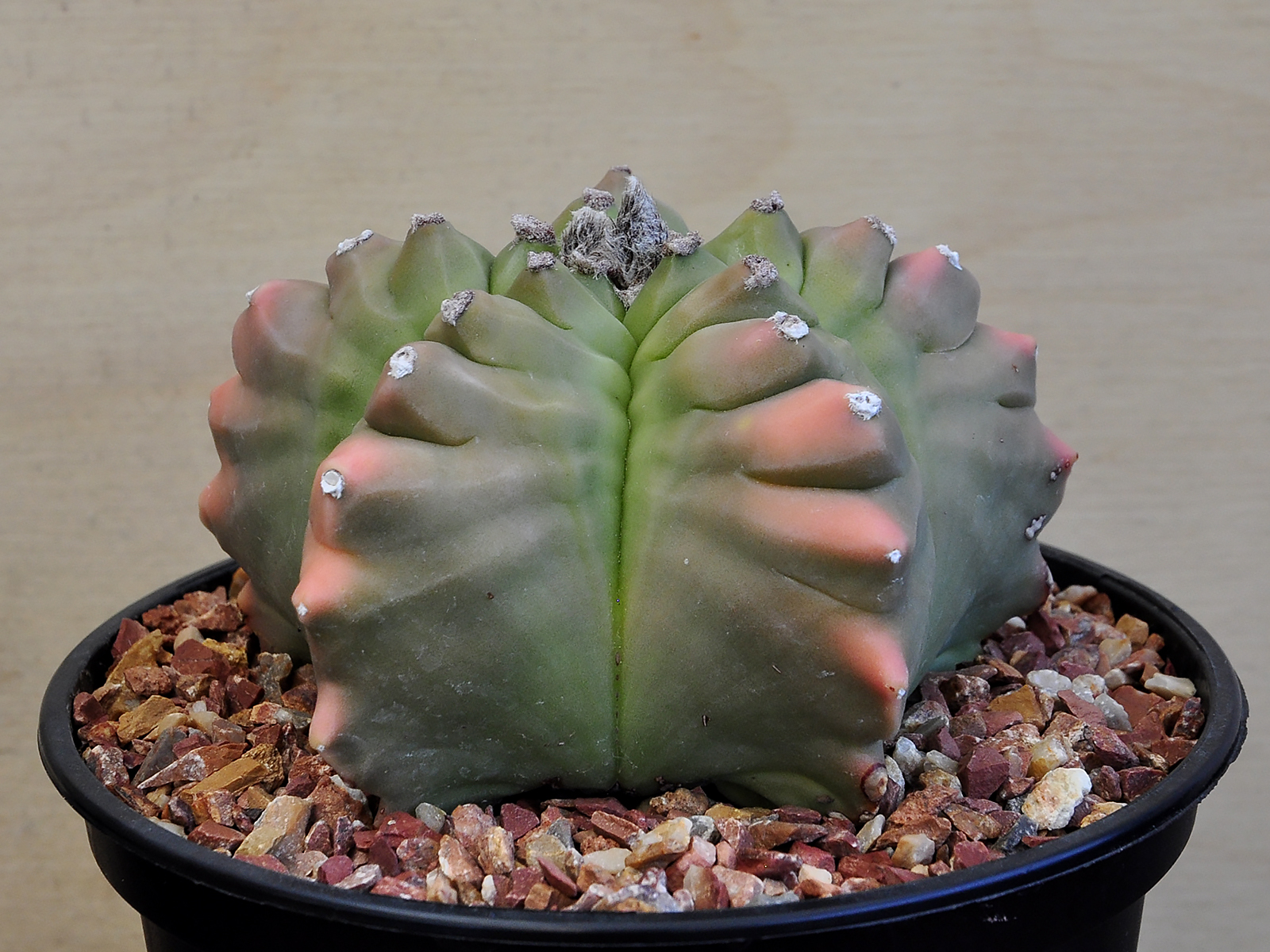 KIKKO 1 Astrophytum myriostigma v.nudum cv. Kikko - Image 1