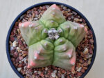 Astrophytum myriostigma v.nudum cv. Kikko - Image 2