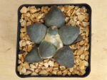 Ariocarpus retusus cv. 'Maruibo' no2 - Image 2