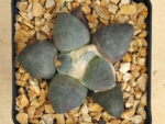 Ariocarpus retusus cv. 'Maruibo' no2
