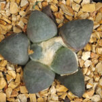 Ariocarpus retusus cv. 'Maruibo' no2