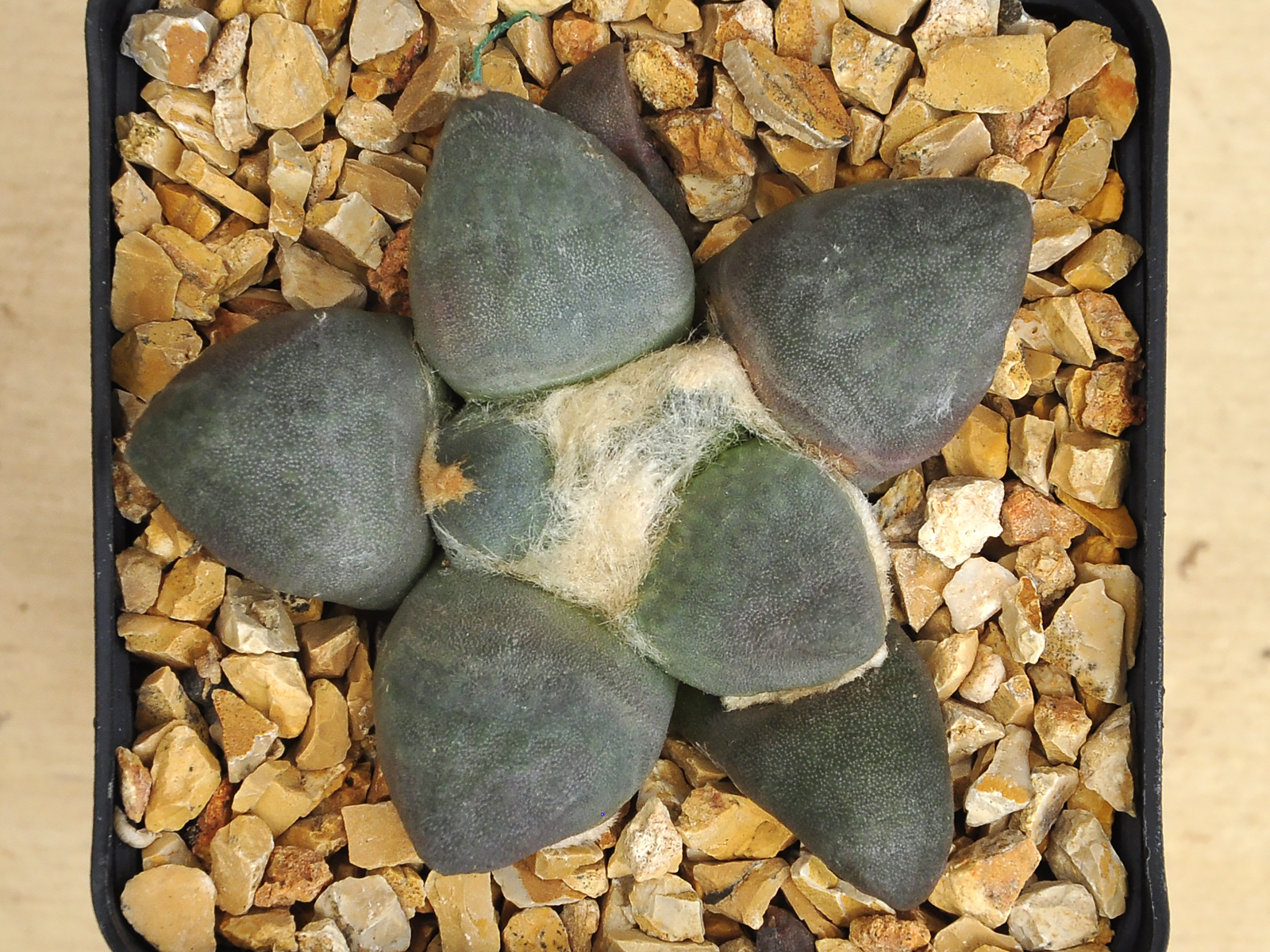 MARUI.1 Ariocarpus retusus cv. 'Maruibo' no2 - Image 1