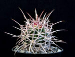 Echinocactus polycephalus LZ 896 Iron mts, CA