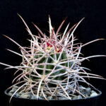 Echinocactus polycephalus LZ 896 Iron mts, CA