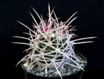 Echinocactus polycephalus LZ 896 Iron mts, CA - Image 2