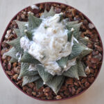 Ariocarpus retusus x fissuratus no2