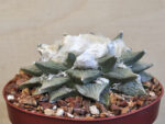 Ariocarpus retusus x fissuratus no2 - Image 2