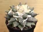 Ariocarpus retusus VM 279 El Refugio