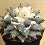 Ariocarpus retusus VM 279 El Refugio