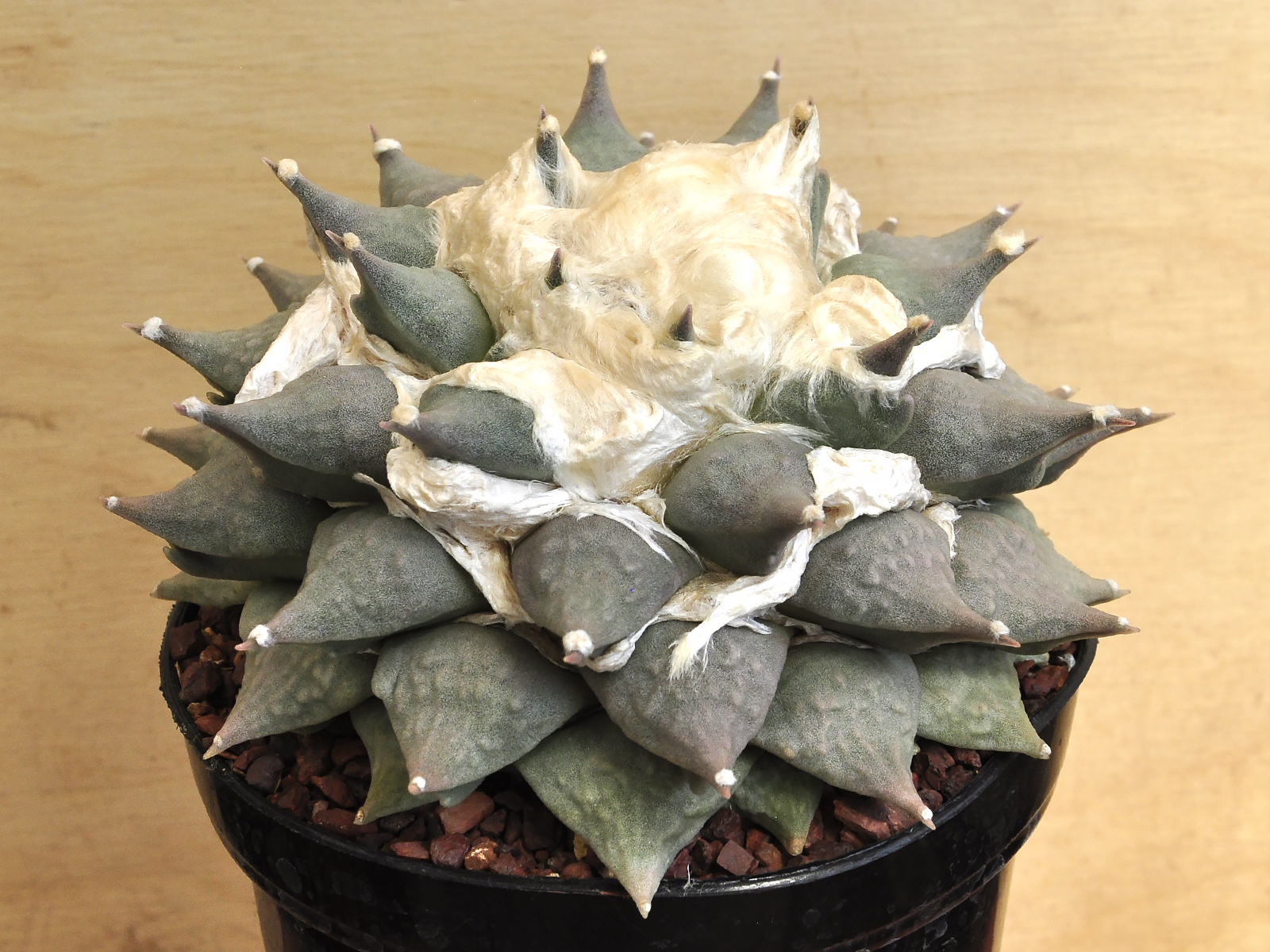 RETUSUS 1 Ariocarpus retusus VM 279 El Refugio - Image 1