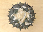 Ariocarpus retusus VM 279 El Refugio - Image 2