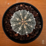 Astrophytum asterias cv. 'Super Kabuto' no32