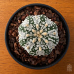 Astrophytum asterias cv. 'Super Kabuto' star shape no31