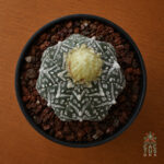 Astrophytum asterias cv. 'Super Kabuto V-type' star shape no33