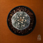 Astrophytum asterias cv. 'Super Kabuto V-type' no34