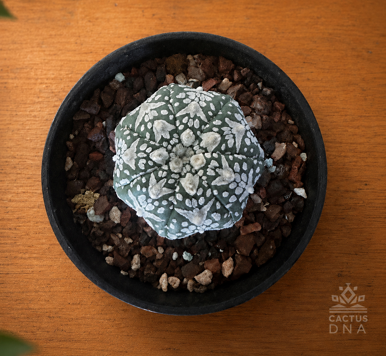 vtype39_ok Astrophytum asterias cv. 'Super Kabuto V-type' no39 - Image 1