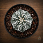 Astrophytum asterias cv. 'Super Kabuto V-type' no35