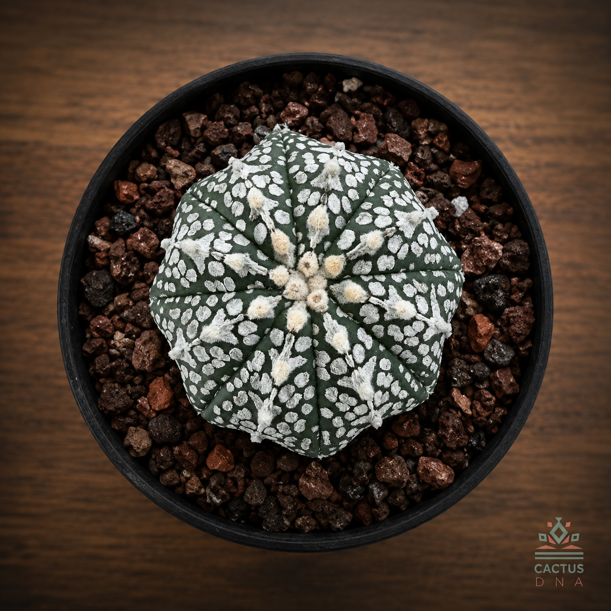 vtype5_ok Astrophytum asterias cv. 'Super Kabuto V-type' no35 - Image 1