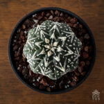 Astrophytum asterias cv. 'Super Kabuto V-type' no36