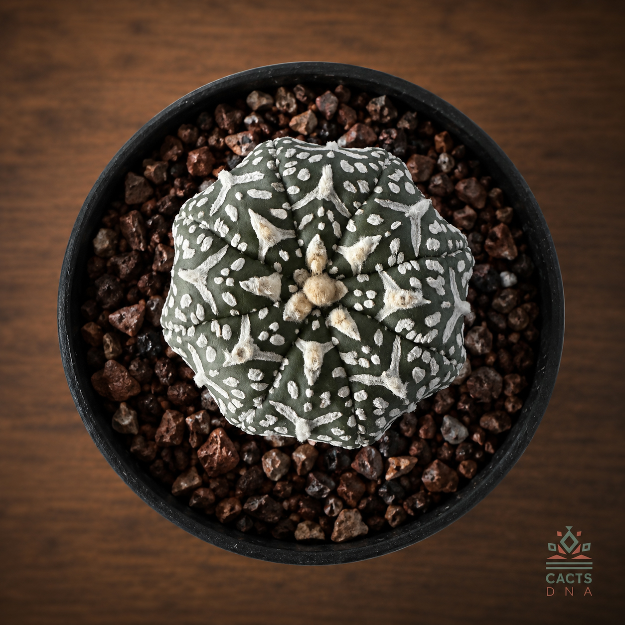 vtype7_ok Astrophytum asterias cv. 'Super Kabuto V-type' no37 - Image 1